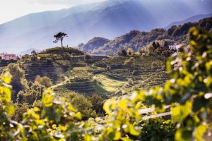 vino zurigo
